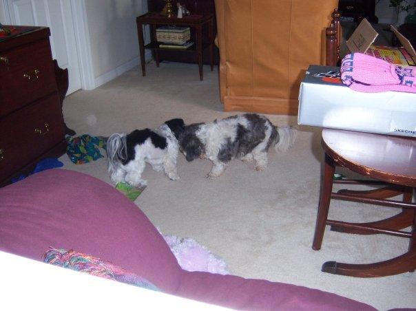 Our dog Angel playing tug-of-war with her mommy dog, Daisy.
