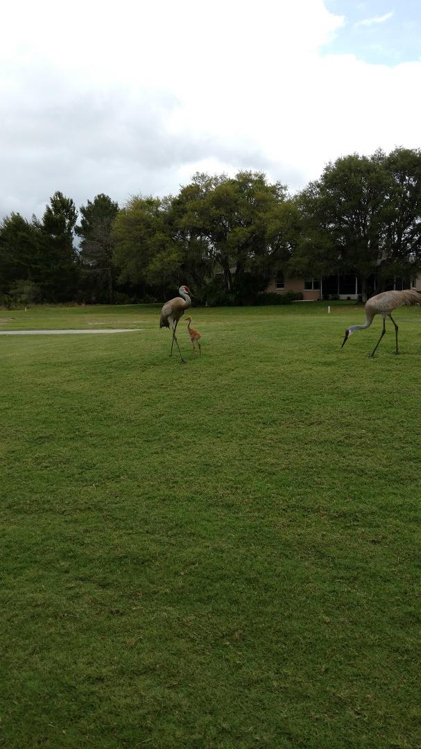 Playing golf today we enjoyed watching these Sand Cranes. Sad part is last week there were 2 babies.