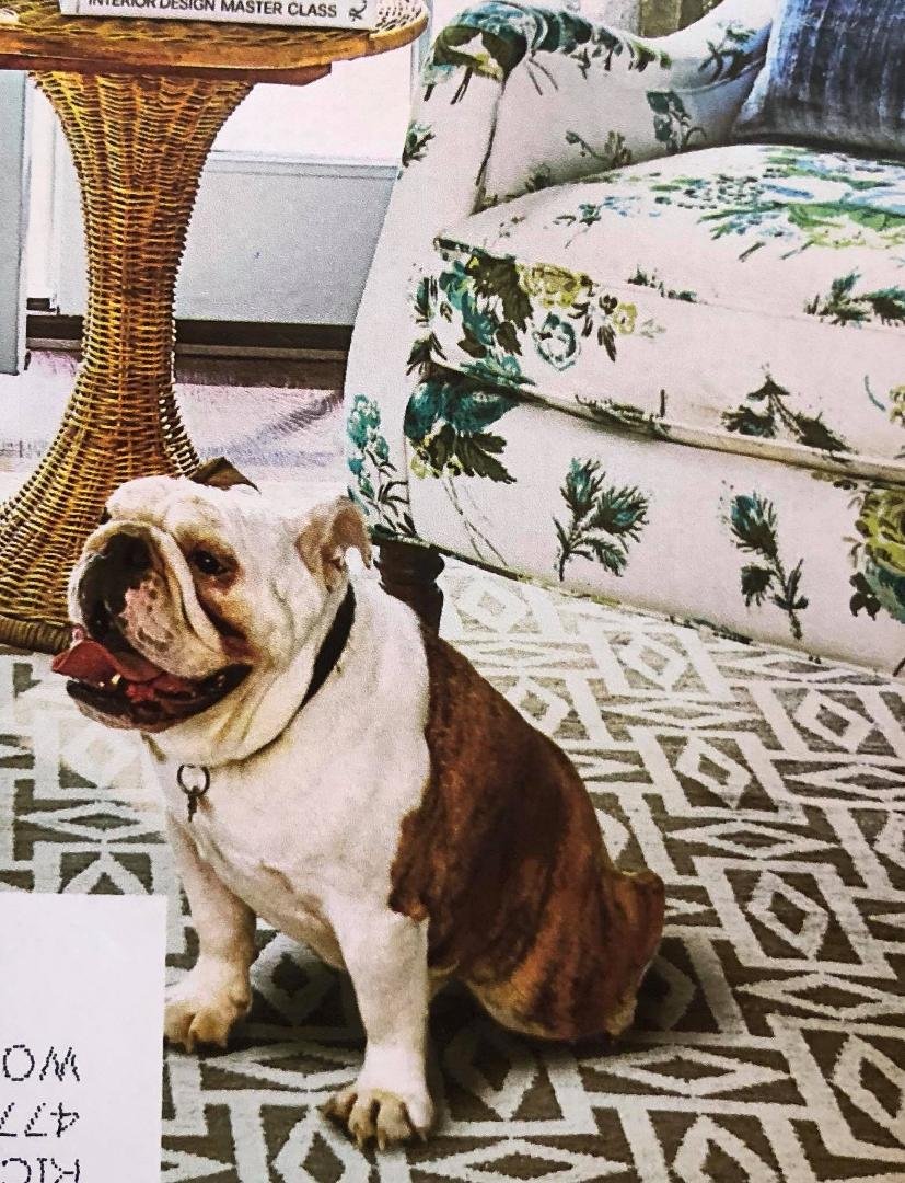 Ed Huebner . . . I got my new Southern Living magazine today, and on the cover I saw an English bulldog that looked a lot like Miss Emily. Maybe it’s her twin!!!!