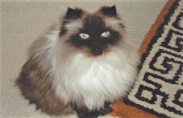 Coleman Archives
Beloved Himalayan Cat - Baxter
6 Nov 1995 - 30 Jul 2010
Sorely missed