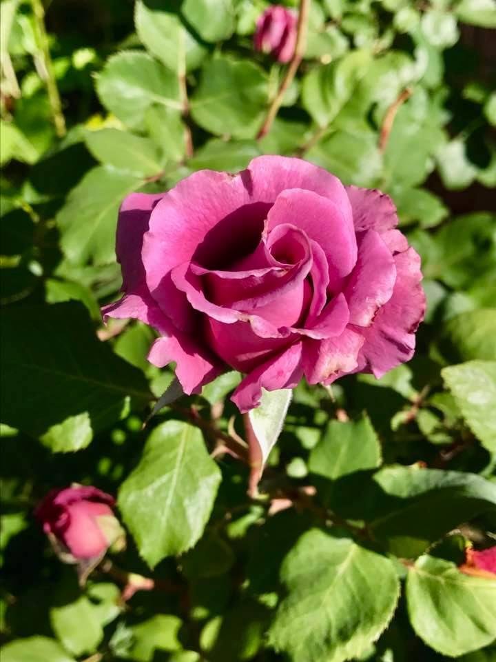 David Elison's album, Timeline Photos