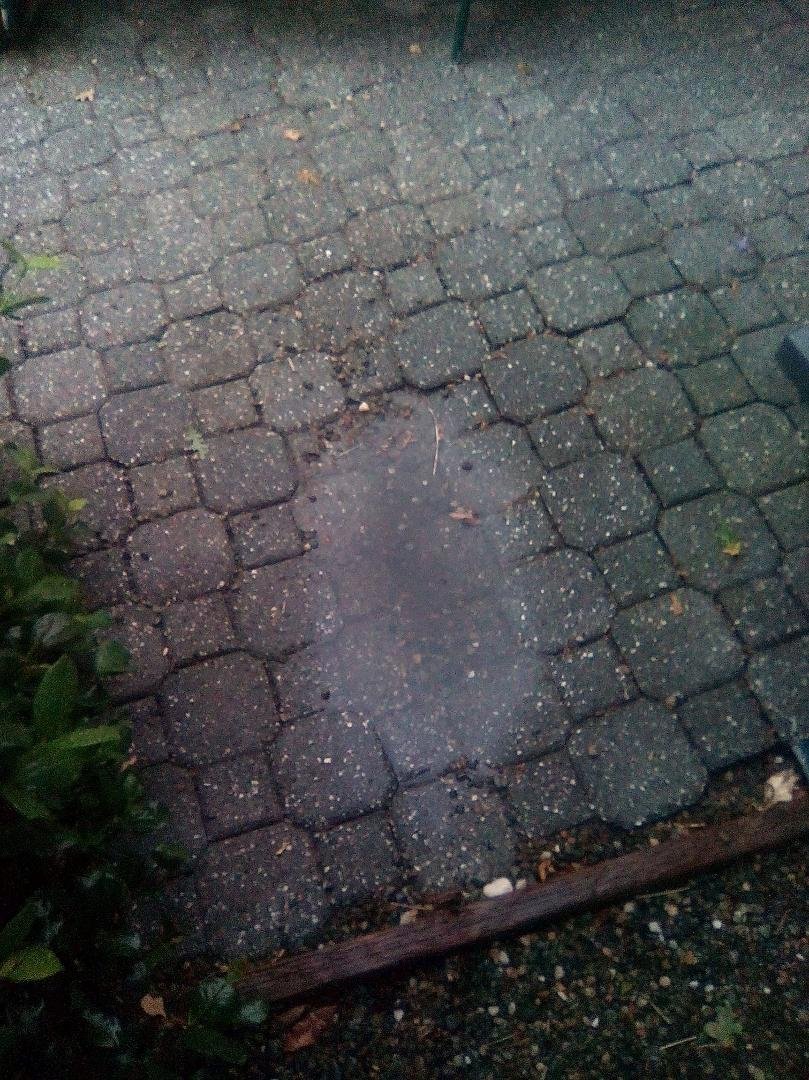 Nice little puddle from rain! Thunder was so strong, it rattled the windows! Still raining here!😊😍