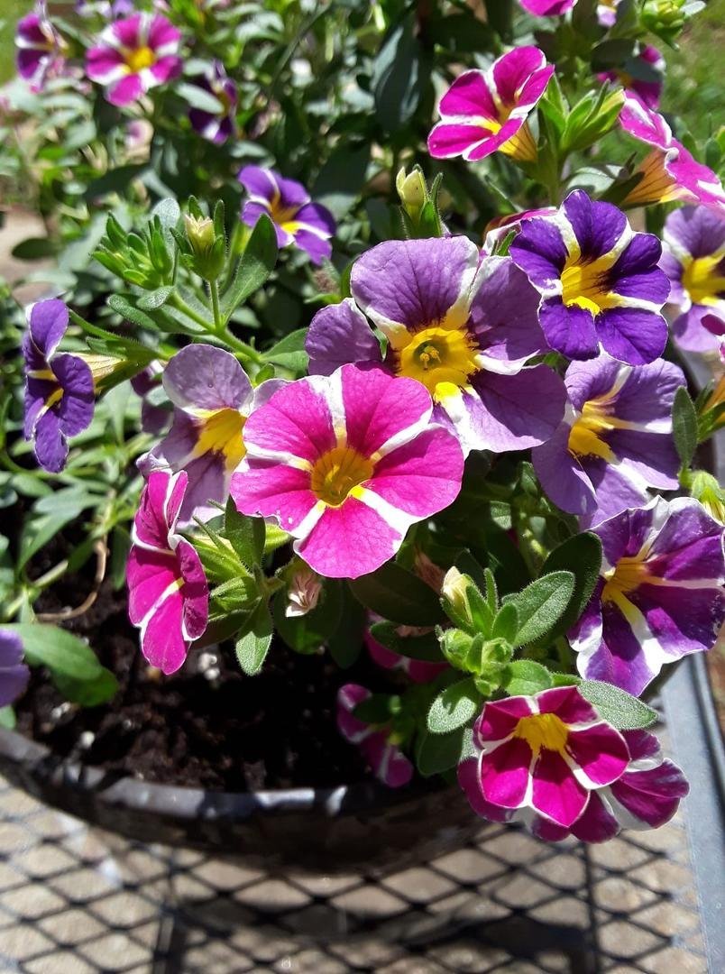 My pretty flowers