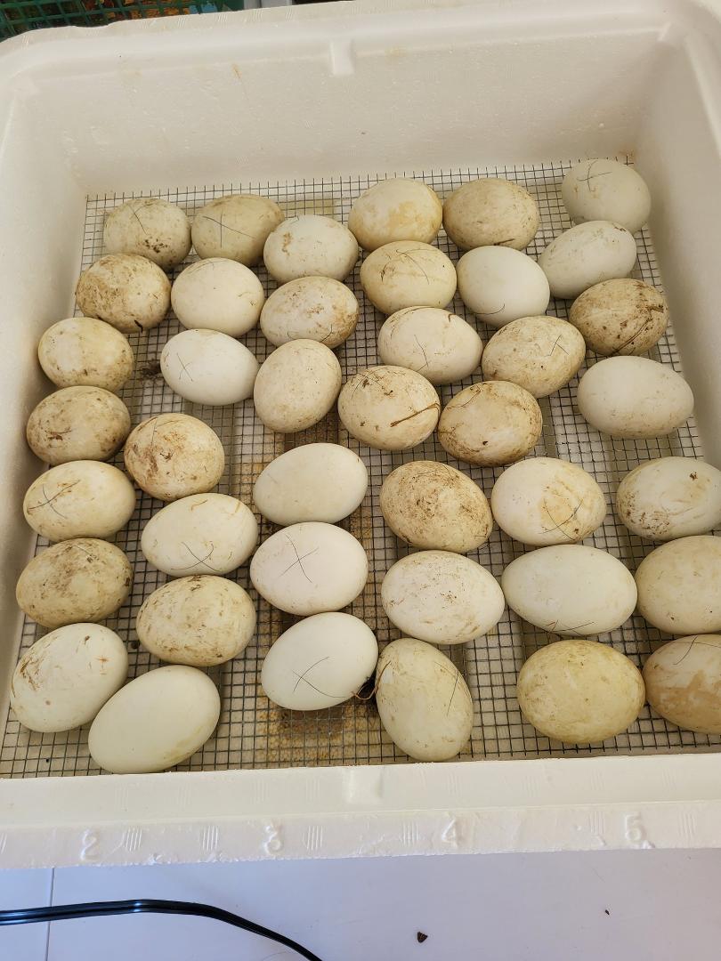 So, now it's the duck eggs' turn. 41 of them. Today is the day they got moved out of the egg turner to simply resting on the grid in the incubator.  The humidity must be kept high - 75% - so the water in the channels must b