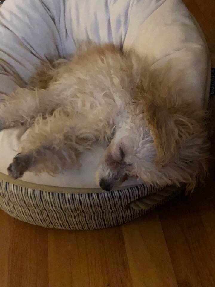 Seriously!
This dog is nuts