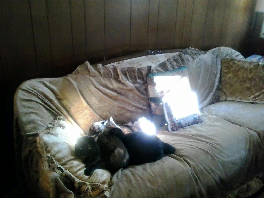 Dairy, Gatsby and Donna.