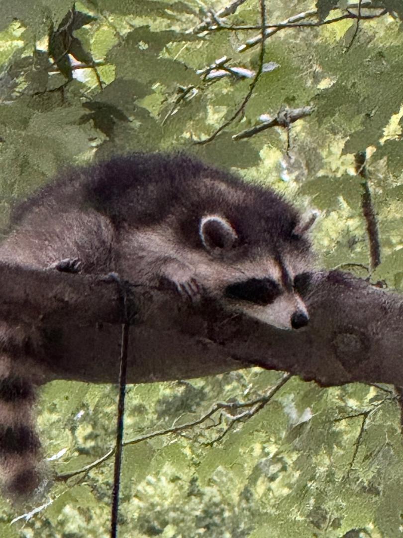 We had a new visitor today!