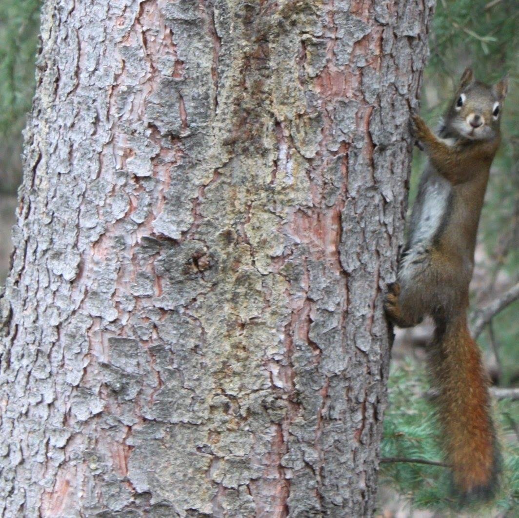 Fish Creek squirrel just hanging around during a mid May family walk.