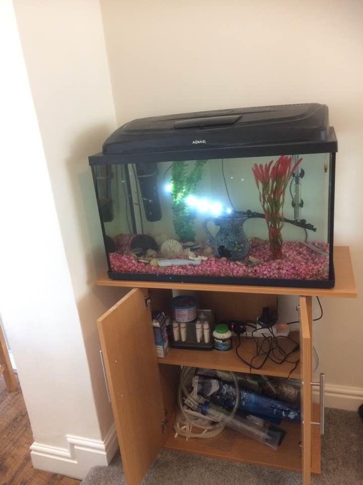 For sale tropical fish tank and set up £50 any body interested in box me
