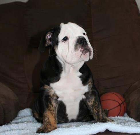 What do you think of our latest member of the family?