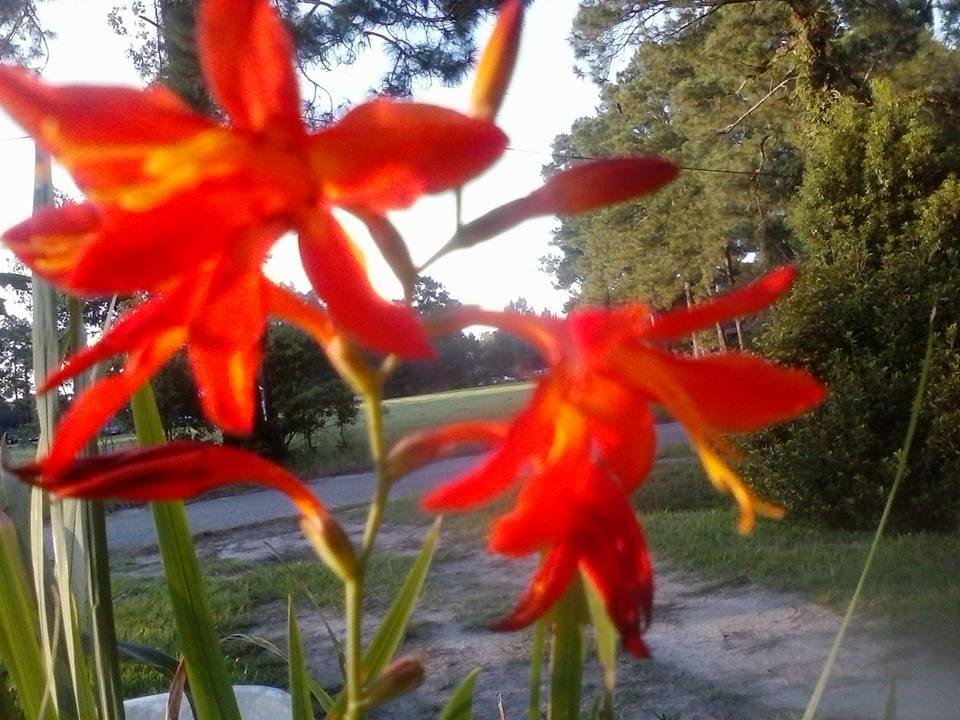 My pretty little flowers. I had a few more of my magic mystery bulbs bloom. Still don't know what they are but I love them.