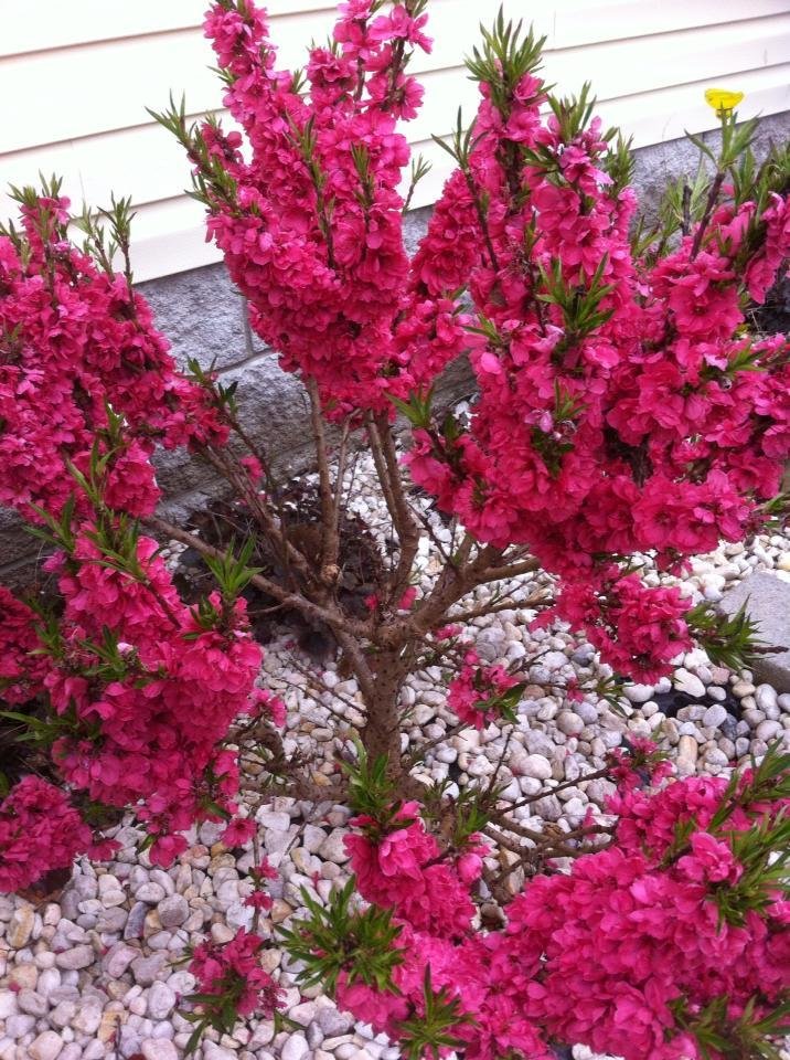 Patio Peach in bloom.