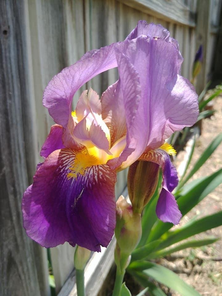 Rita Rivard's album, Mobile Uploads