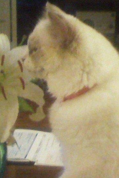 I smell better than this Lily.