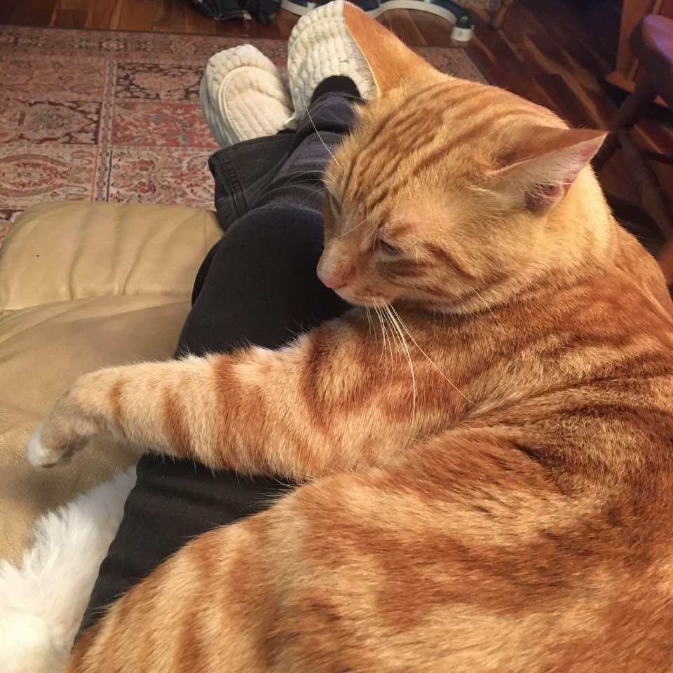 Aww...Tigger hugging my injured knee...