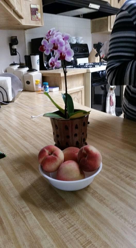 Check out my 4 giant white peaches from my yard. Can't wait eat them