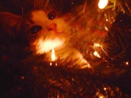 Little Marble waiting for Santa last night. Don't know if she caught him!! Merry Christmas all!