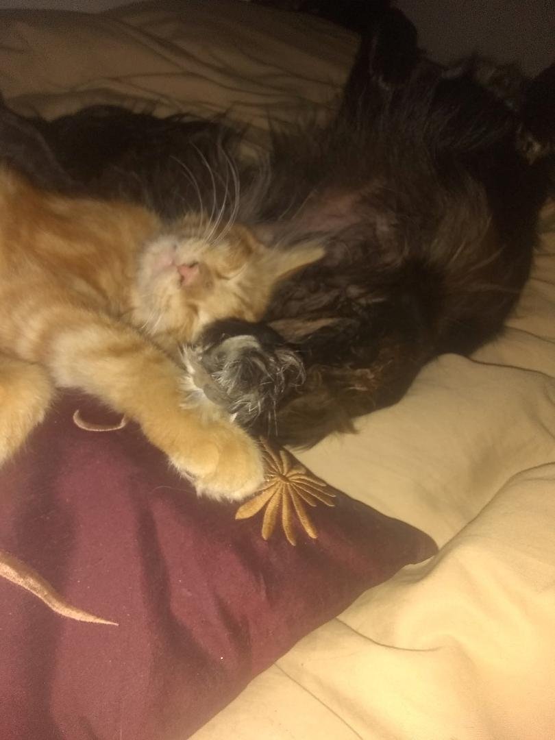 My new baby, "Mikey" sleeping with my other baby, "Coco Chanel". Too Priceless!!!