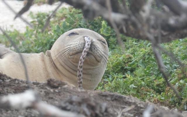 and there is no high like snorting eel