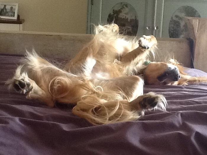 Sammy is soooo tired today.