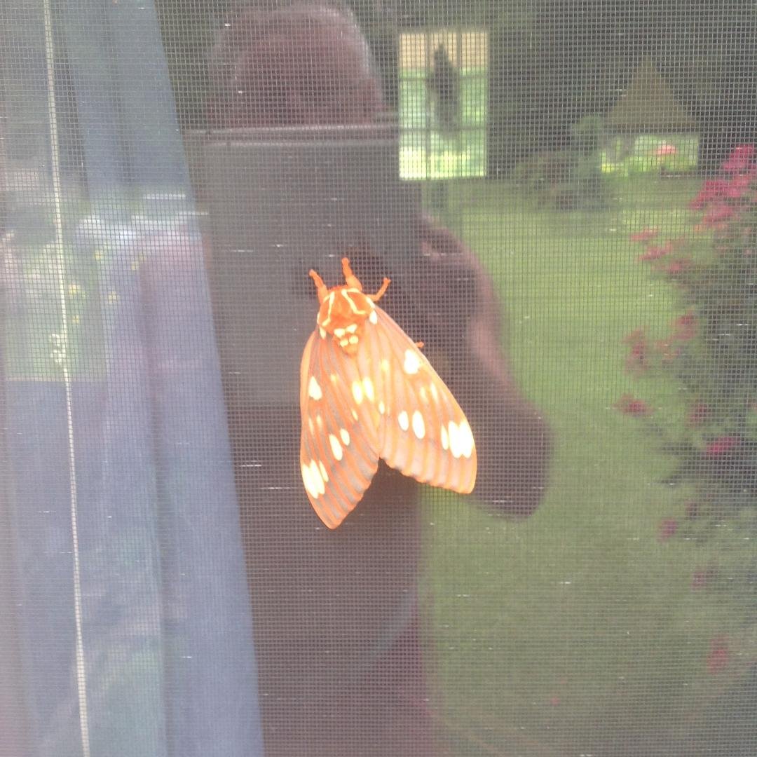 Patrick Conner's album, Mobile Uploads