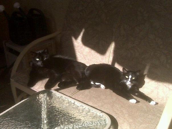 Anyone one for sunning in the morning?