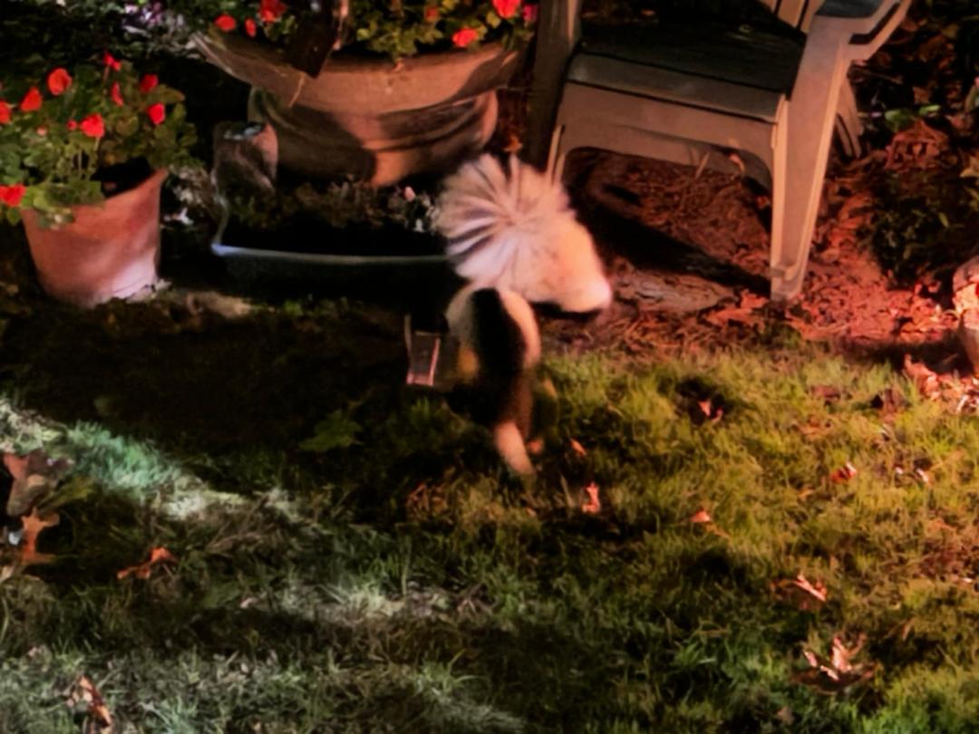 It seems the bunnies have been replaced by 2 white skunks? Never saw such white ones before … and they were obviously a couple ���