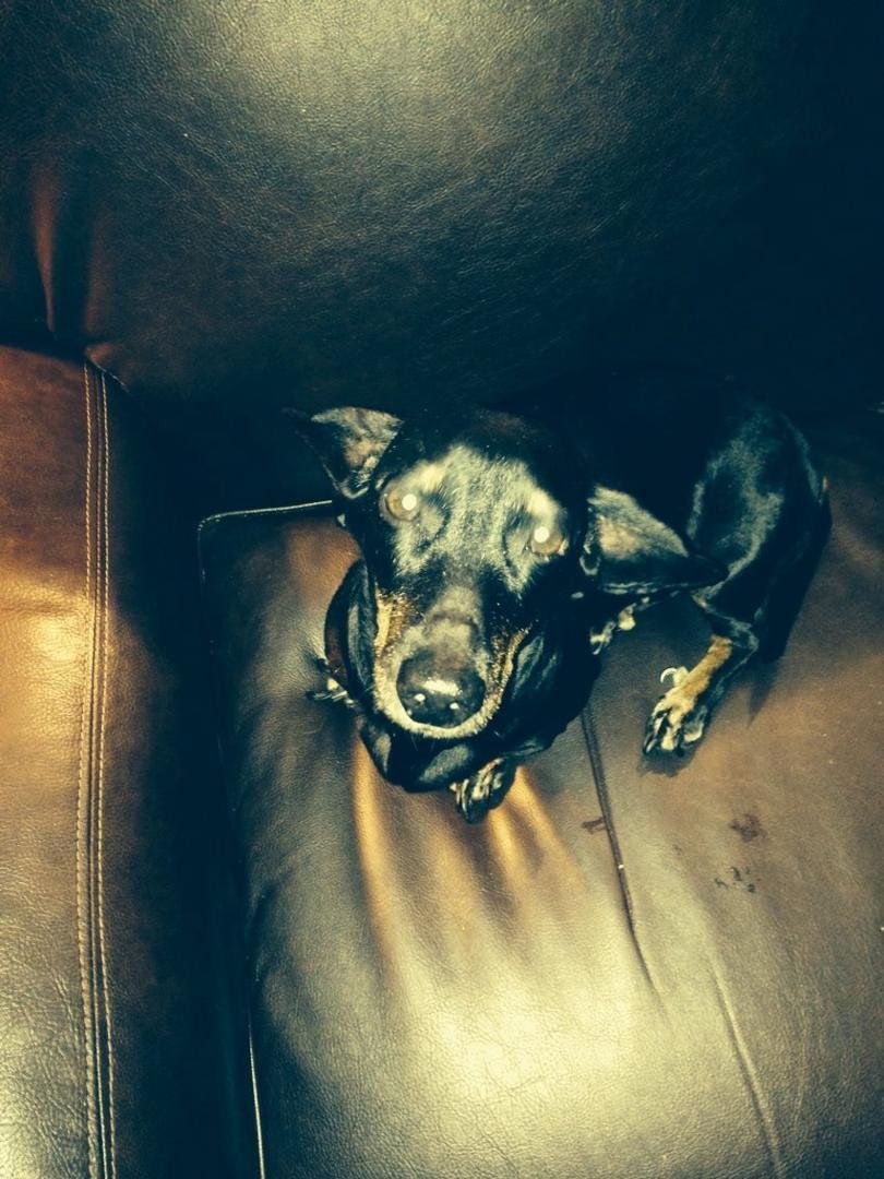 Happy 14th birthday Mabel!
