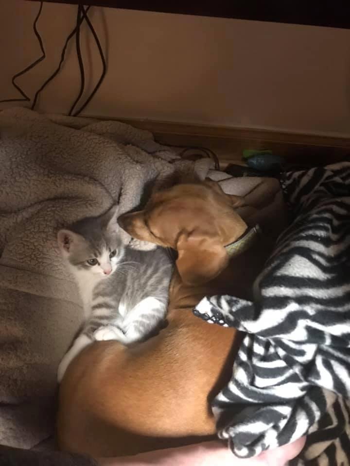 I was nominated to do the 5 -day DOG CHALLENGE, by Lisa Clyde.  Every day I will select an image or video in the life of my dog or a moment of pride as a dog owner. They are 5 days, 5 photos, 5 nominations and no explanatio