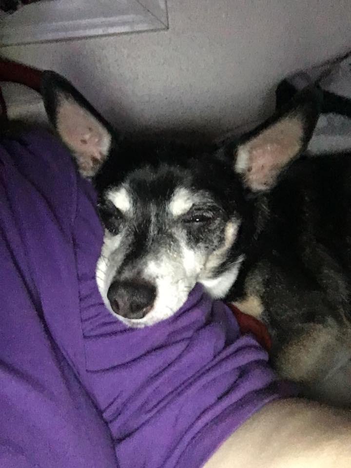 Little Serj loves to sleep on me❤️