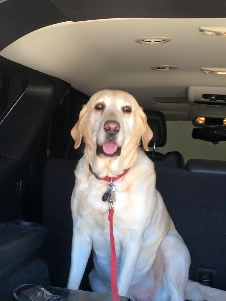 Ginger wants to go on a road trip!