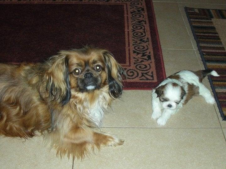 It's Lucky's Birthday!!! He is 17!!!