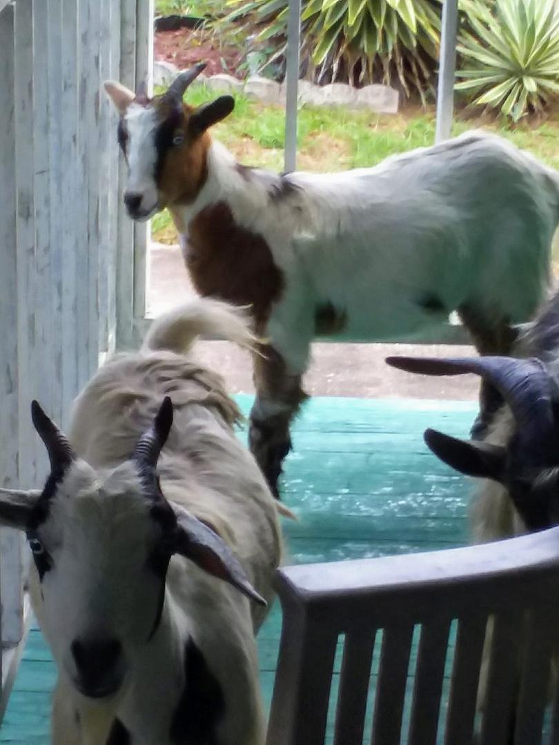Goats on our porch.