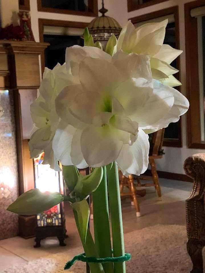 A beautiful Burr Field scholarship amaryllis.