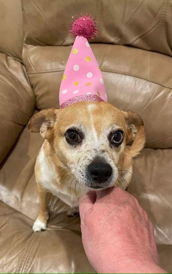A sweet pup turned 4 today! I know I have said over and over again that I love Whiskey, and today is no exception! Happy birthday!!!