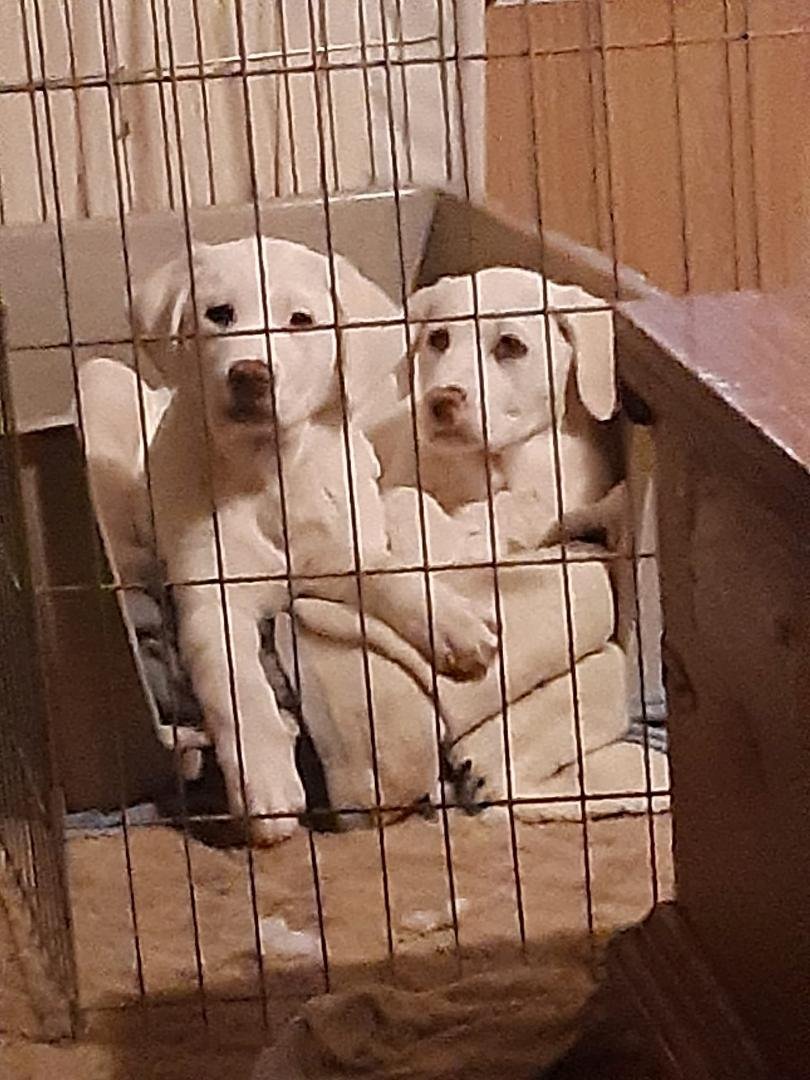 Bella. Sadie