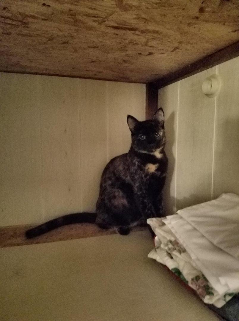Helping mommy clean the linen closet