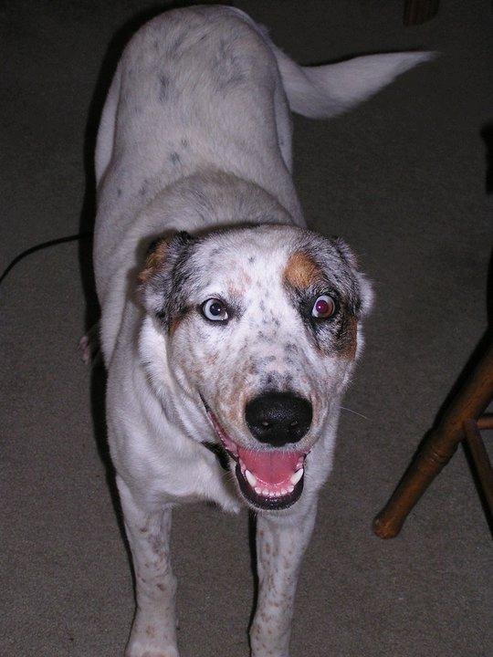 Adopted from the shelter in Nov. She had been abused and only weighed about 50 lbs. Ribs were showing.