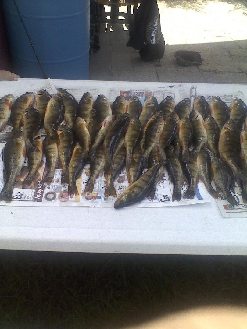 76 perch in 2.5 hours