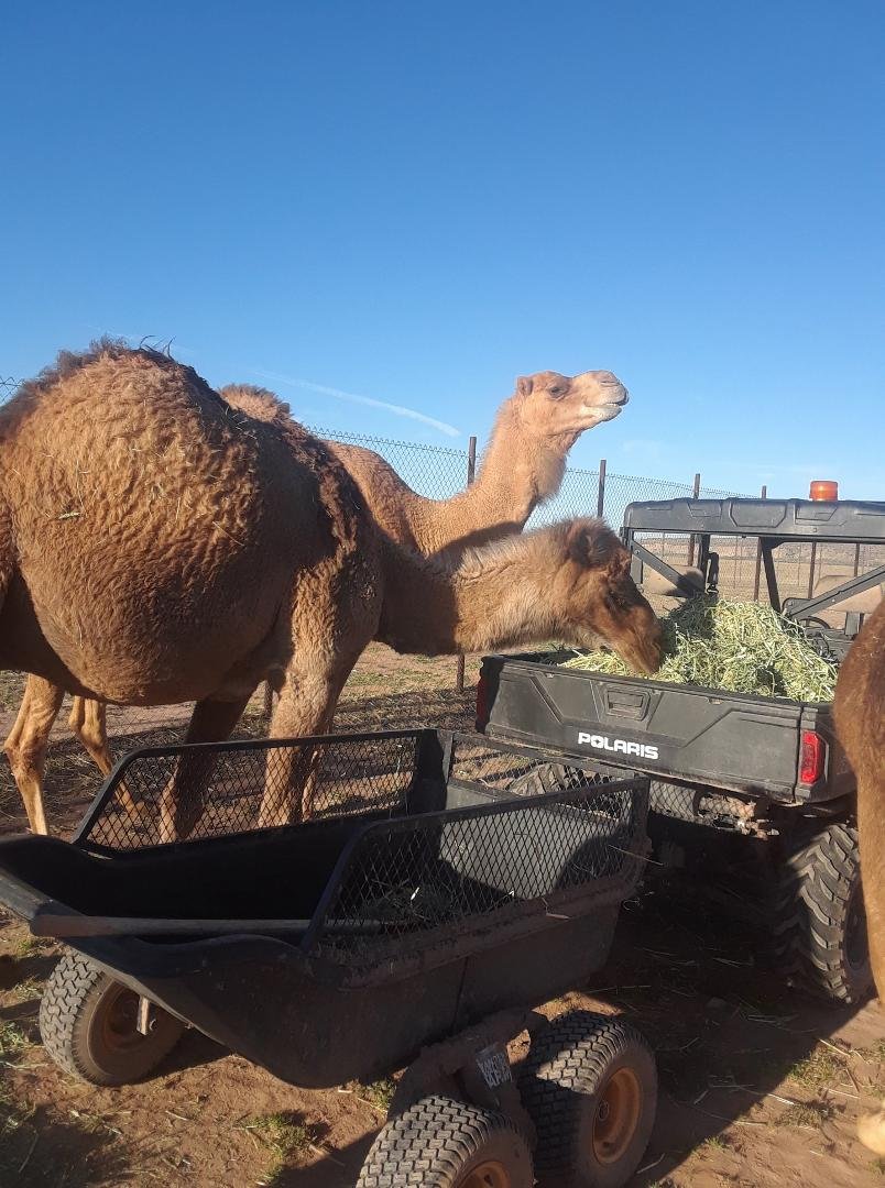 Spent the morning with the camels.