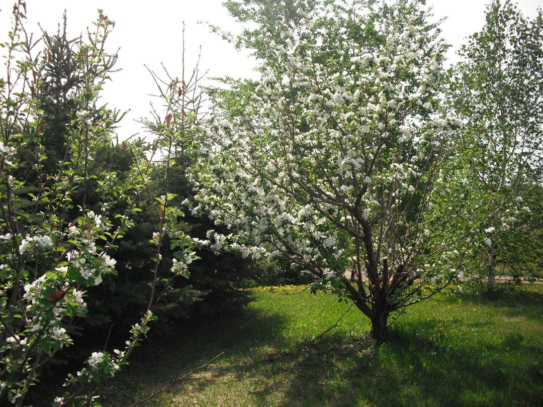 My Apple Tree May 2013