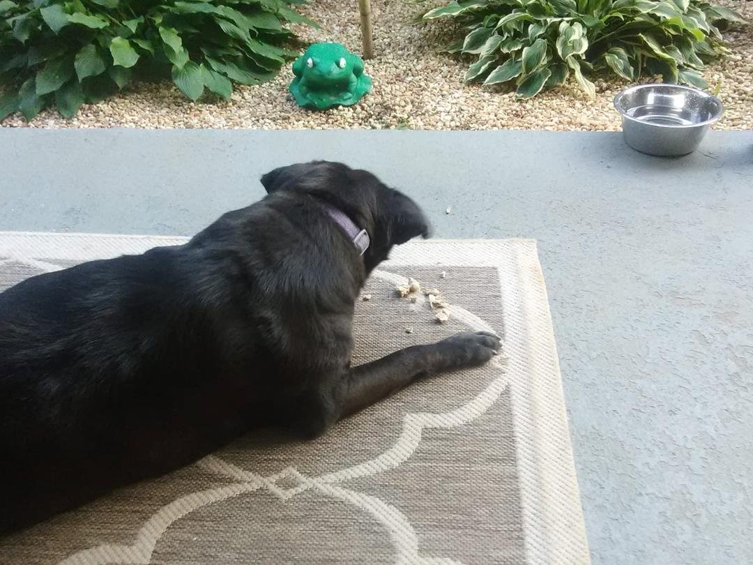 Lady eating her morning milkbone she has to have this like we have to have coffee