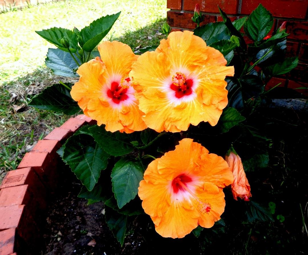 Well, after just planting them a few days ago, one of my Hibiscus gave me a nice surprise today!