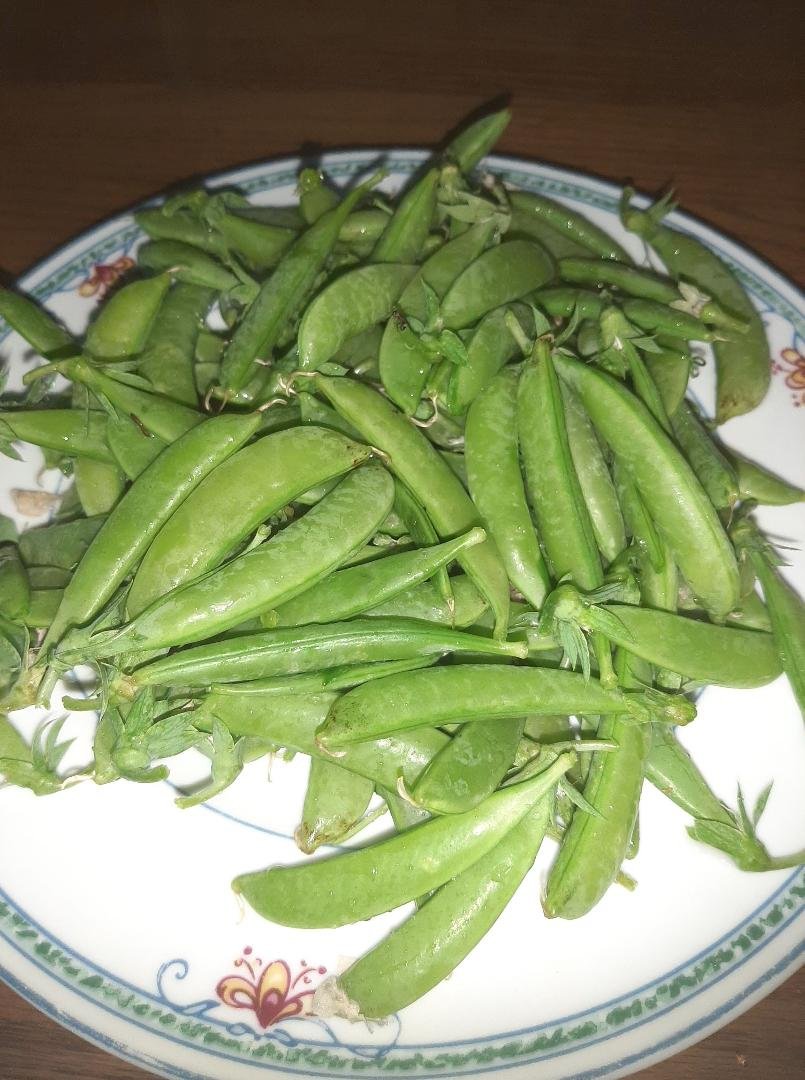 First pick of edible pod peas (sugar snaps). I didn't plant very many because everyone hates peas except me!