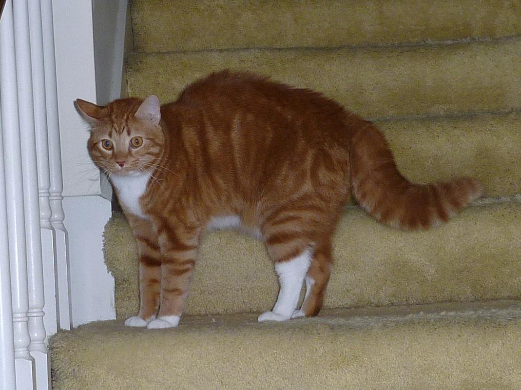 This is Sandy our cat that was a forgotten feline.  We adopted  him on  9/14/2008.  He had a hard early life.  This is a picture of  him looking at a dog outside our front storm door.  The next picture will show him taking 