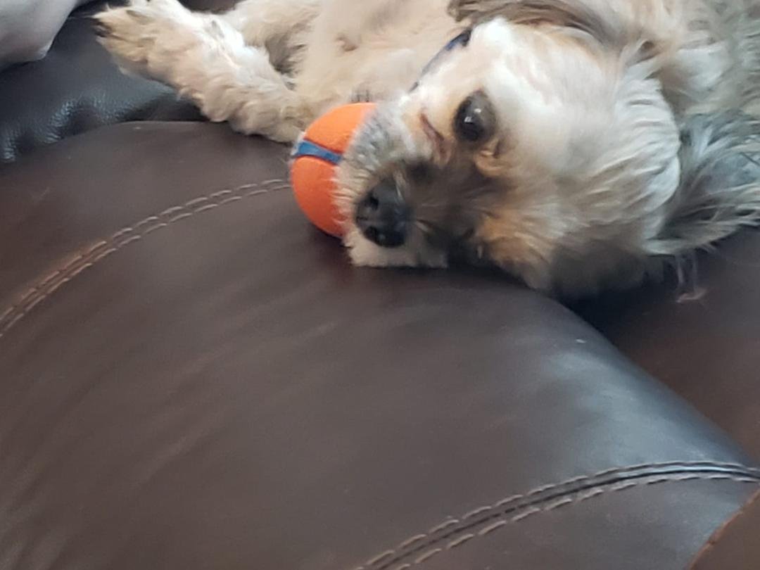 He has a ball in his mouth all the time. 😀