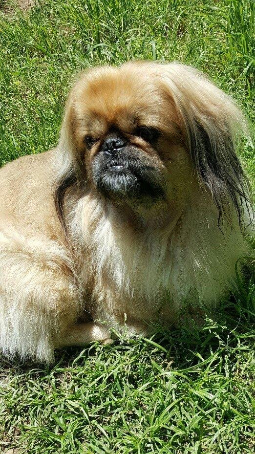 I was nominated to post 1 picture that makes me love being a dog owner. I'm going to tag a few people that I think are fabulous dog owners and can rise to the challenge too! If I've tagged you as an awesome dog owner, pleas