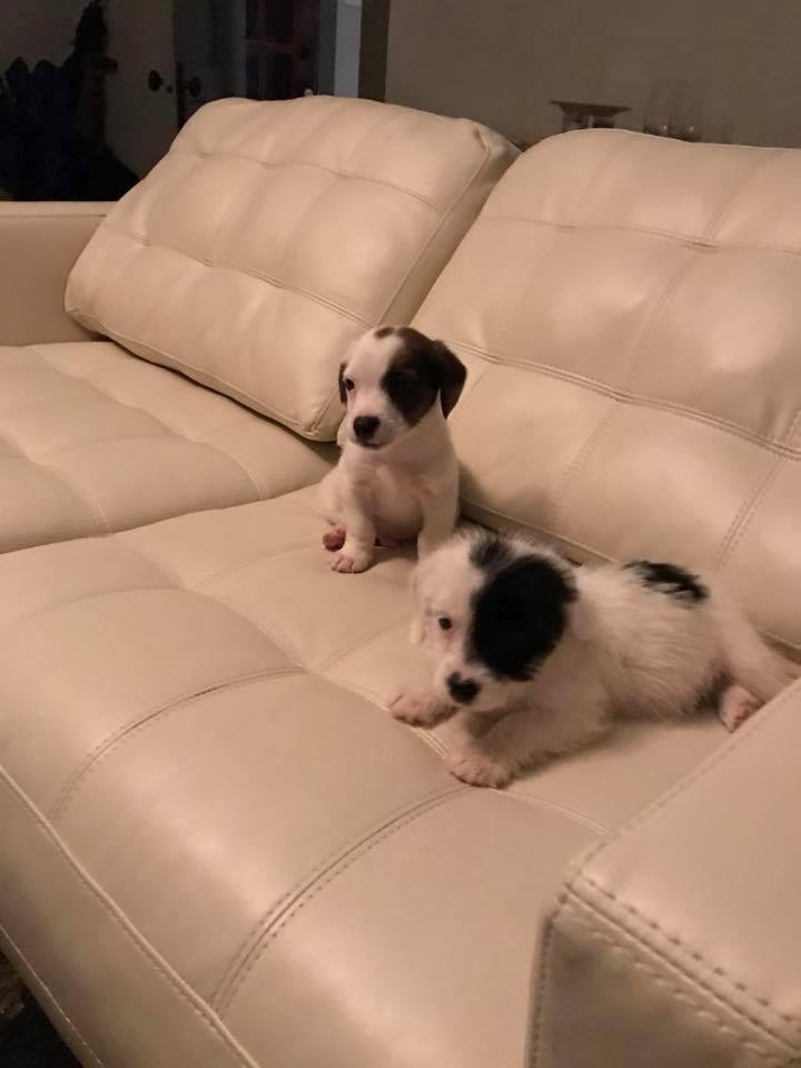 New members of our family..