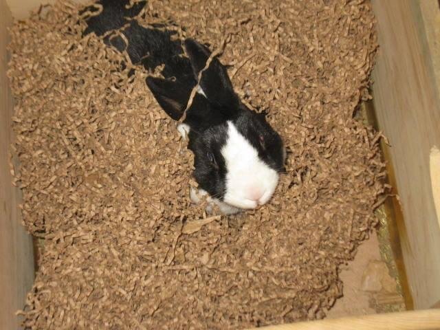 Chickadee loves her digging box....