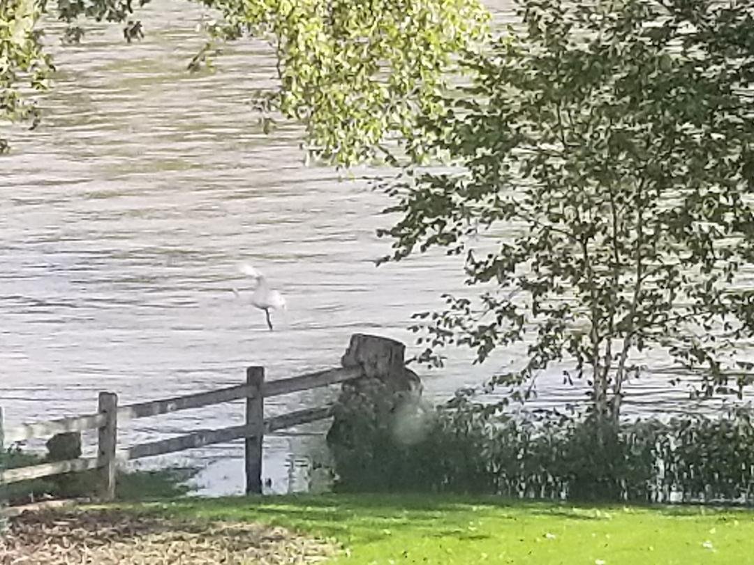 How high's the river? There was a White Heron on my backyard yesterday morning. It took flight before I could get a good shot.